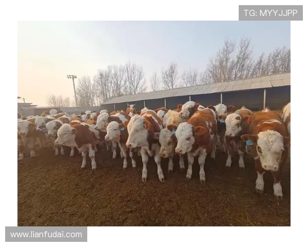 揭秘尊龙凯时首页app的优势特点,是您娱乐休闲的不二选择